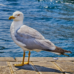 Seagull on Eminenu on the shore of the Bosphorus in Istanbul