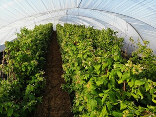 Organic raspberries  plant growing in greenhouse.Raspberries  Organic agriculture in greenhouses. Huelva, Spain