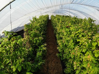 Organic raspberries  plant growing in greenhouse.Raspberries  Organic agriculture in greenhouses. Huelva, Spain