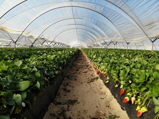 Organic strawberry plant growing in greenhouse. Strawberries Organic agriculture in greenhouses. Huelva, Spain