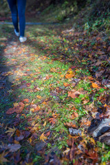 autumn in the park