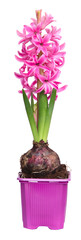 Jacinthe rose en pot	

