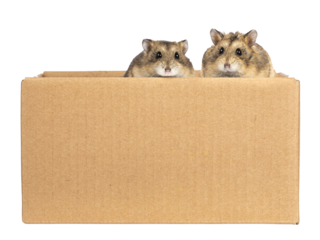 Two cute little hamsters, sitting in brown carton box. Looking over edge to lens with beady eyes. isolated cutout on a transparent background.
