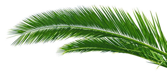 Feuilles de palmier  © hcast