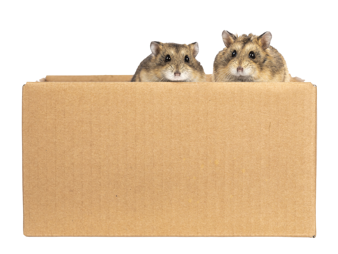 Two cute little hamsters, sitting in brown carton box. Looking over edge to lens with beady eyes. isolated cutout on a transparent background.