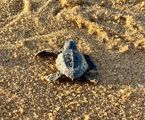 Baby turtle on the beach