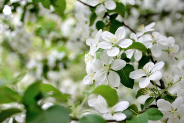 white flowers of blooming apple tree isolated on branch with green leaves, macro  