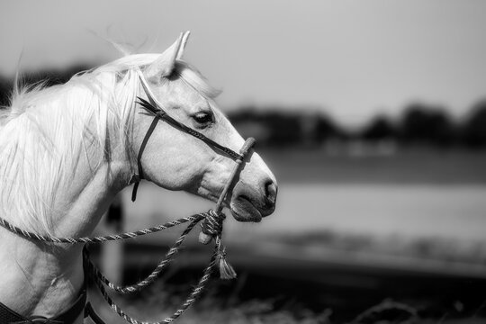 Horse Western Quarter Horse Palomino with bit loose bridle Bosal, head portraits from the side in black and white..