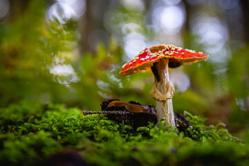 toadstool mushroom in forest
