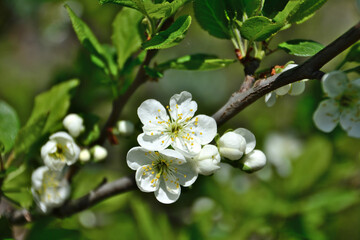 white flowers of blooming pear tree isolated on branch with green leaves, macro