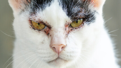 Close-up of the face of a cat who has an allergy disease.