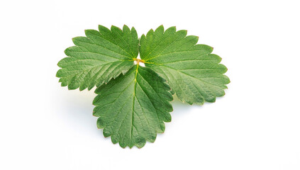 Green strawberry leaves on a white background.