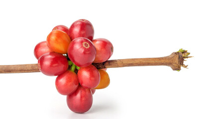 Fresh Arabica coffee beans on a white background.