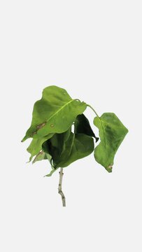 Time lapse of resurrection Lilac tree leaves (Syringa vulgaris) isolated on white background, vertical orientation