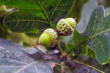 Oak branch with green acorns on a blurred background.