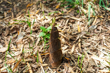 たけのこ生えた 古民家の竹藪（東京都国立市城山公園）