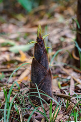たけのこ生えた 古民家の竹藪（東京都国立市城山公園）