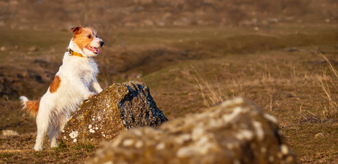 Obedient happy jack russell terrier pet dog waiting on a stone. Puppy training, walking or hiking, travel banner.