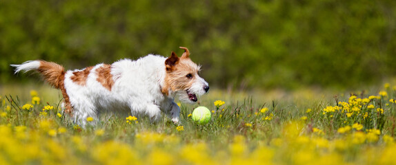 Playful happy pet dog puppy running in the spring flowers and playing with a toy ball. Spring forward, springtime banner.
