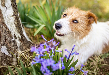 Happy cute pet dog smiling in the grass with easter flowers. Spring forward, springtime background.