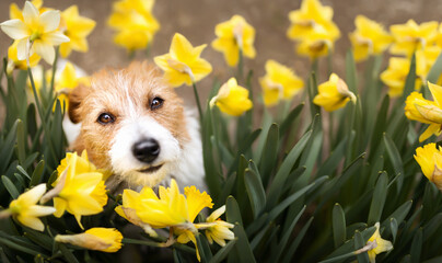 Happy cute pet dog smelling and smiling in easter daffodil flowers. Spring forward, springtime banner, background.