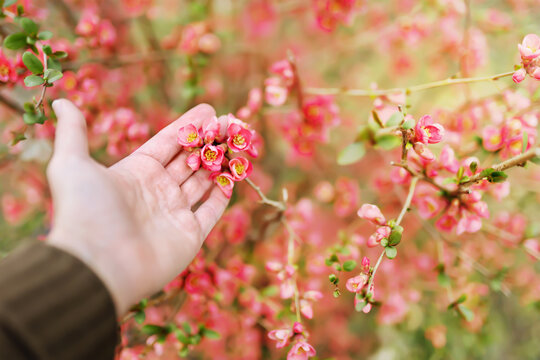 Gardener's hand with red japanese flowering quince. Spring forward, springtime background.