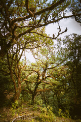Beautiful sunny morning in magic forest, Madeira Island, Portugal
