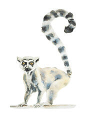 Madagascar ring-tailed lemur watercolor illustration.