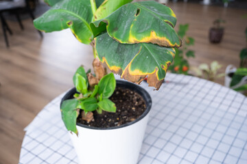 Problems in the cultivation of domestic plants Problems in cultivation of domestic plants Musa Banan - leaves leaves with yellow dry tips, wilted, affected by spider mite, overflow of plant, rotting