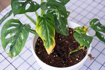 Problems in cultivation of domestic plants Monstera Monkey Mask - leaves leaves with yellow dry tips, wilted, affected by spider mite, overflow of plant, rotting