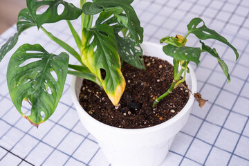 Problems in cultivation of domestic plants Monstera Monkey Mask - leaves leaves with yellow dry tips, wilted, affected by spider mite, overflow of plant, rotting