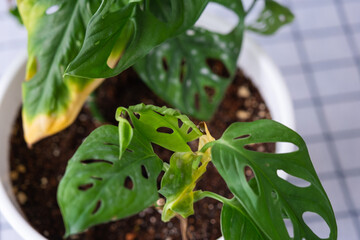 Problems in cultivation of domestic plants Monstera Monkey Mask - leaves leaves with yellow dry tips, wilted, affected by spider mite, overflow of plant, rotting © Ольга Симонова