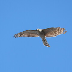 eurasian sparrowhawk in flight