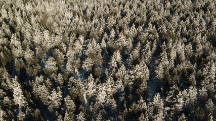 Drone photography of  snowy pine trees at sunset 