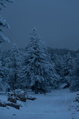snow covered trees and snow forest road