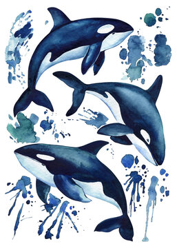 Beautiful killer whale in the ocean isolated background. Watercolor splashes, drops and stains of paint hand drawing