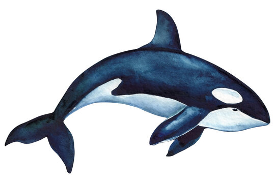 Beautiful killer whale in the ocean isolated background. Watercolor splashes, drops and stains of paint hand drawing