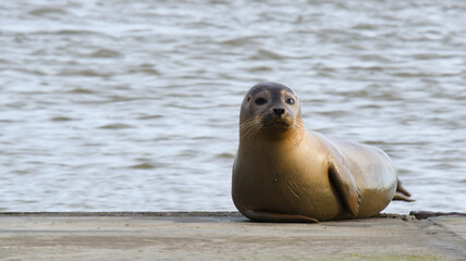 Fototapeta premium Den Helder, Netherlands. January 2023. A young seal is resting on a slipway at the Wadden Sea.