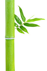 Green bamboo on a white background
