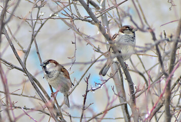 Two sparrows are sitting on the branches of a tree on a winter day