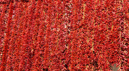 Red dried peppers hang on the wall