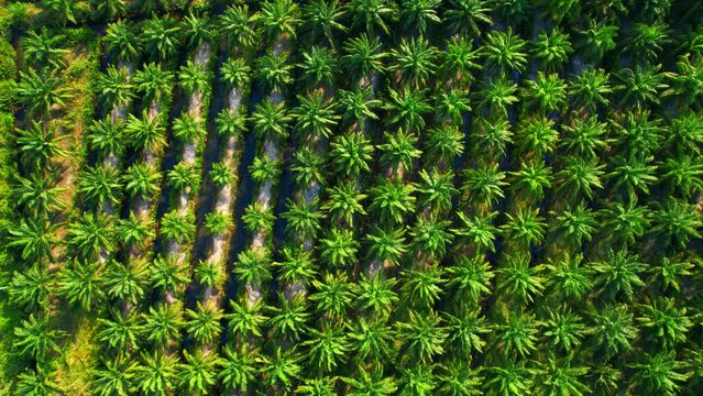 Large coconut and palm oil plantation. Agricultural Industry in Thailand, Southeast Asia. commercial farming area. green background from nature. economic crops in the tropics. cultivation concept
