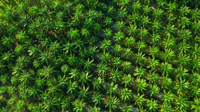 4K : Aerial view over a palm and coconut plantation. Thailand, Southeast Asia. commercial farming area. green background from nature. economic crops in the tropics. cultivation concept. drone
