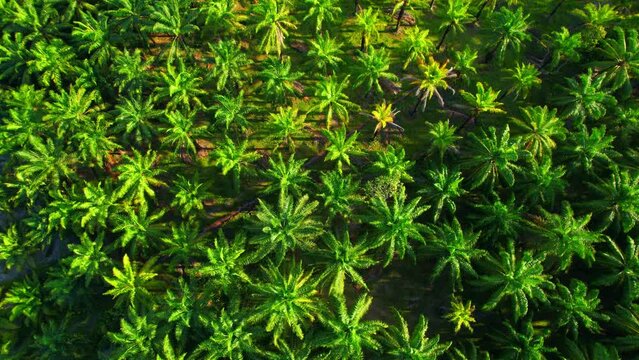 Large coconut and palm oil plantation. Agricultural Industry. commercial farming area. green background from nature. economic crops in the tropics. cultivation concept
