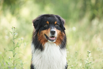 dog close-up portrait in the grass. Beautiful Australian Shepherd in nature. Aussie