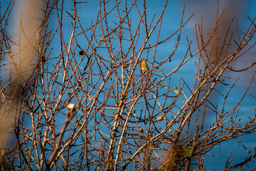 Pájaro posado en la rama de un almendro.