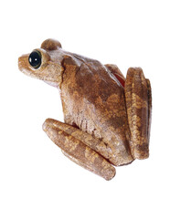 frog isolated on layered png format background