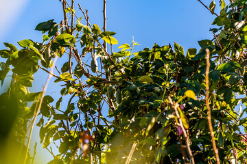 Passiflora edulis pertenece a la familia Passifloraceae.