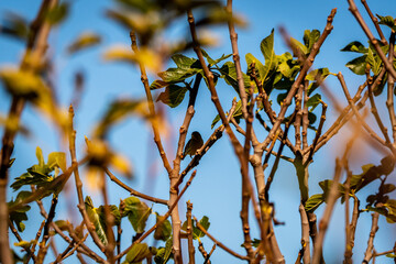 Pájaro posado en la rama de una higuera.