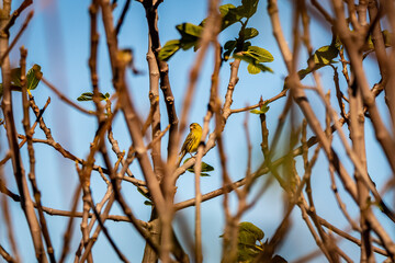 Pájaro posado en la rama de una higuera.